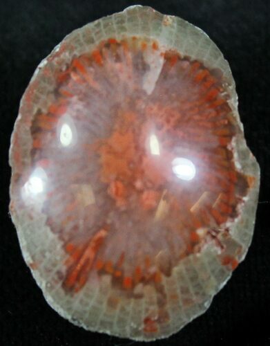 Pennsylvanian Aged Red Agatized Horn Coral - Utah #26372